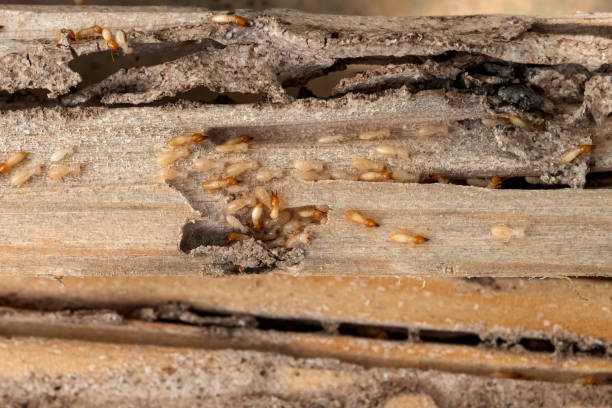 Best Pest Removal Services  in Hondo, TX