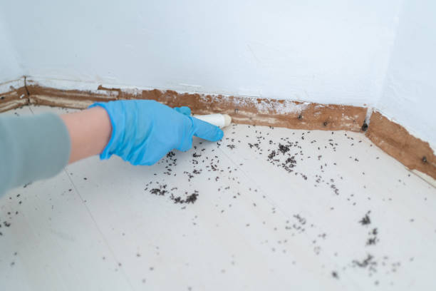 Best Rat Extermination Near Me  in Hondo, TX
